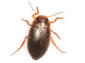 Hydroporus angustatus